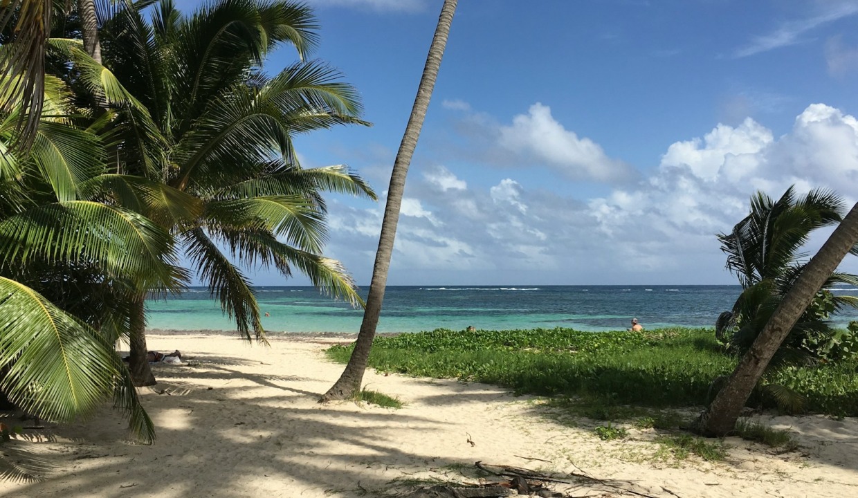 green palm tree on beach shore during daytime